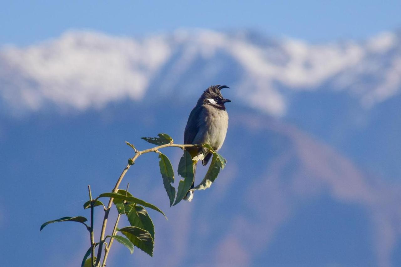 The Tirthan Eagle Nest, Tirthan Valley Jibhi Ngoại thất bức ảnh